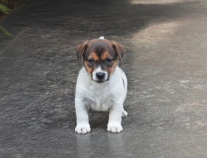 DogsIndia.com Jack Russell Terrier Crossfields