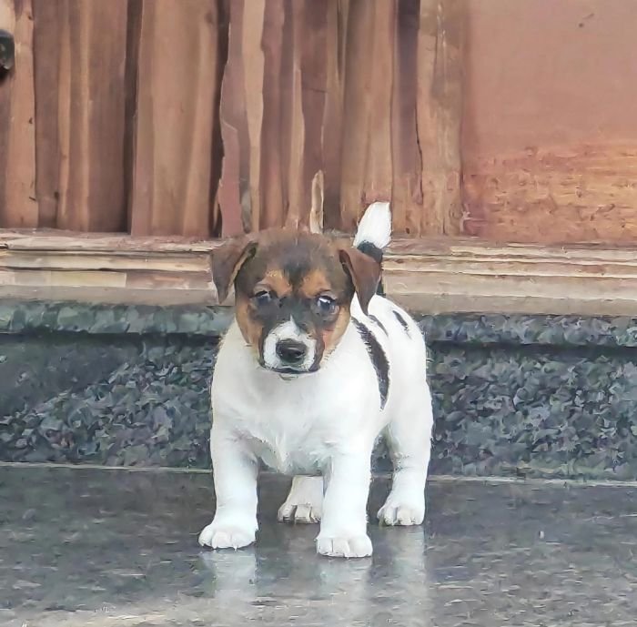 DogsIndia.com Jack Russell Terrier Crossfields