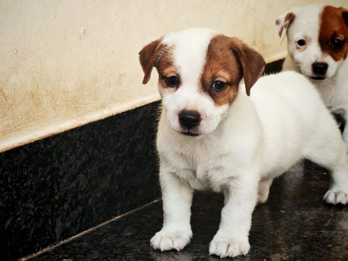 DogsIndia.com Jack Russell Terrier Crossfields