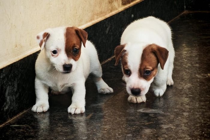 DogsIndia.com Jack Russell Terrier Crossfields
