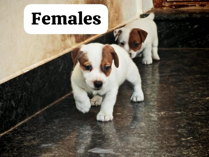 DogsIndia.com Jack Russell Terrier Crossfields