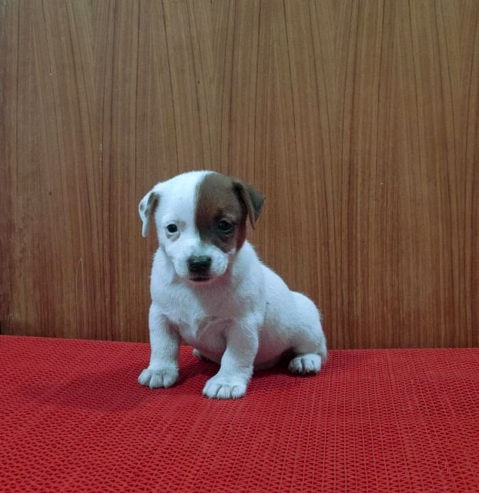 DogsIndia.com Jack Russell Terrier Crossfields