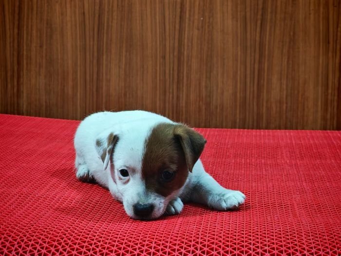 DogsIndia.com Jack Russell Terrier Crossfields