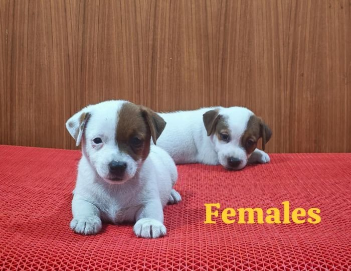 DogsIndia.com Jack Russell Terrier Crossfields