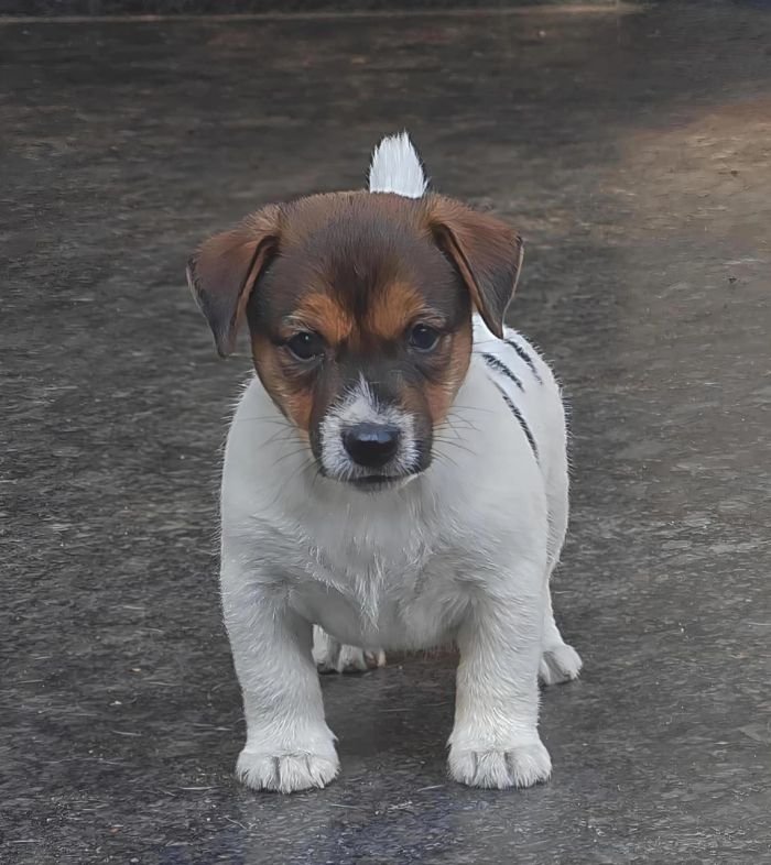 DogsIndia.com Jack Russell Terrier Crossfields