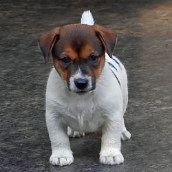 DogsIndia.com Jack Russell Terrier Crossfields