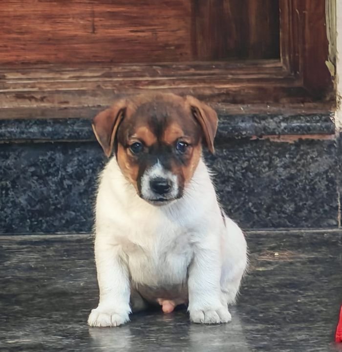 DogsIndia.com Jack Russell Terrier Crossfields