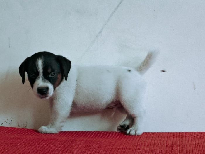 DogsIndia.com Jack Russell Terrier Crossfields
