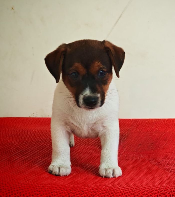 DogsIndia.com Jack Russell Terrier Crossfields