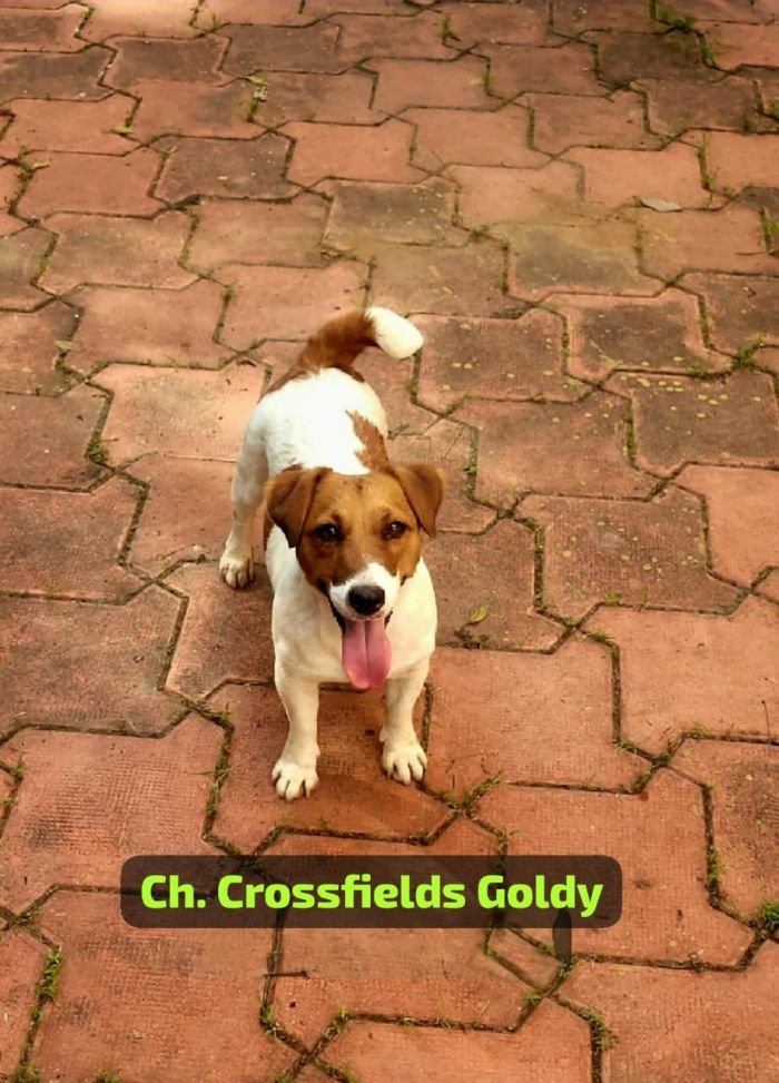 DogsIndia.com Jack Russell Terrier Crossfields