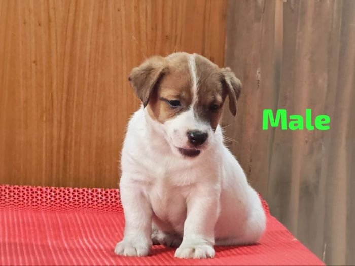 DogsIndia.com Jack Russell Terrier Crossfields