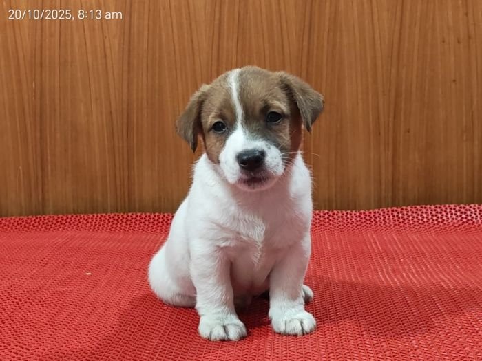 DogsIndia.com Jack Russell Terrier Crossfields
