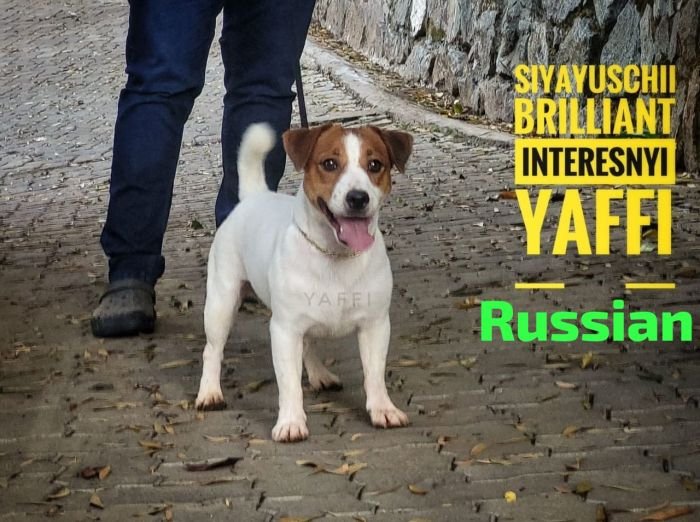 DogsIndia.com Jack Russell Terrier Crossfields