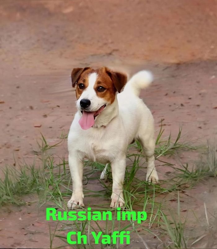 DogsIndia.com Jack Russell Terrier Crossfields