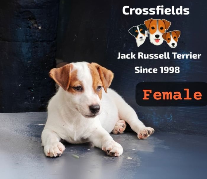 DogsIndia.com Jack Russell Terrier Crossfields