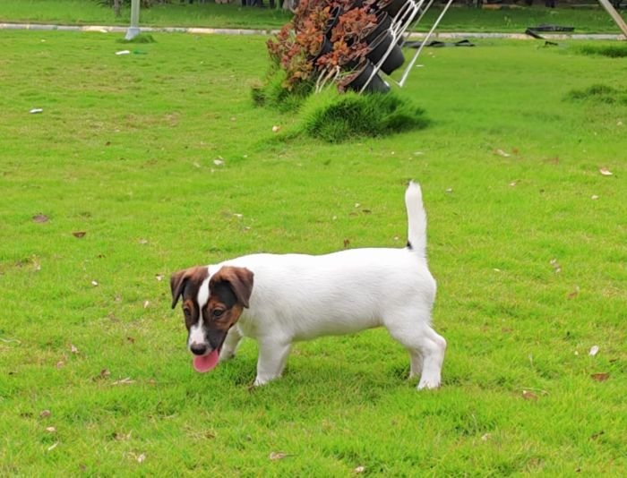 DogsIndia.com Jack Russell Terrier Crossfields