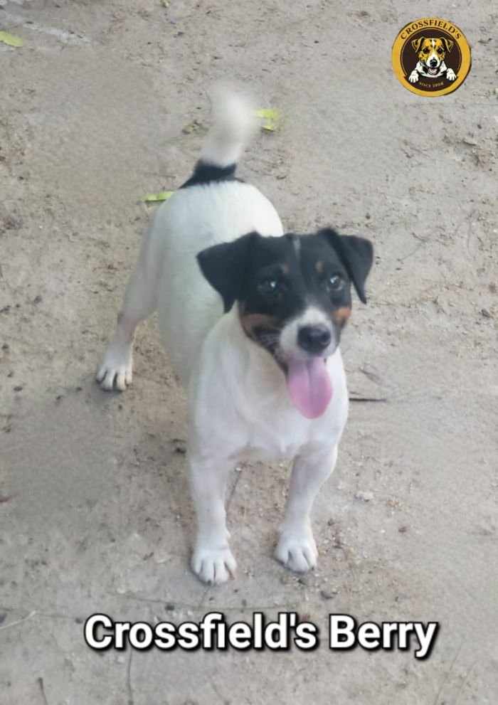 DogsIndia.com - Jack Russell Terrier - Crossfields - Easwaramoorthy