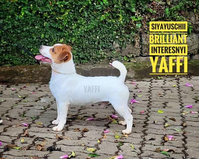 DogsIndia.com - Jack Russell Terrier - Crossfields - Easwaramoorthy