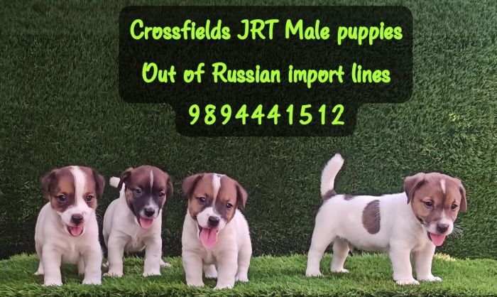 DogsIndia.com - Jack Russell Terrier - Crossfields - Easwaramoorthy