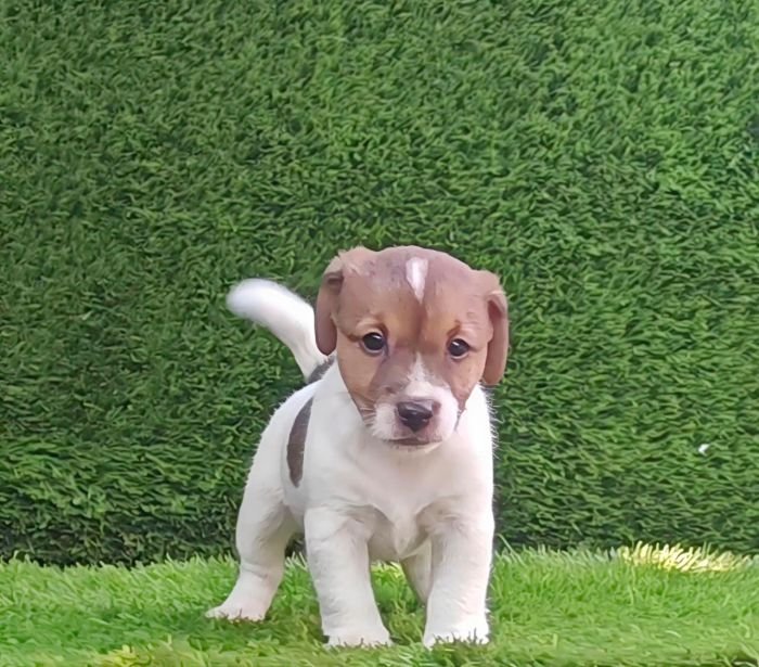 DogsIndia.com - Jack Russell Terrier - Crossfields - Easwaramoorthy