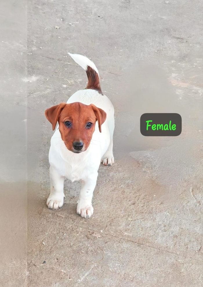 DogsIndia.com - Jack Russell Terrier - Crossfields - Easwaramoorthy