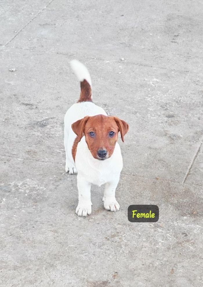 DogsIndia.com - Jack Russell Terrier - Crossfields - Easwaramoorthy