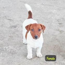 DogsIndia.com - Jack Russell Terrier - Crossfields - Easwaramoorthy