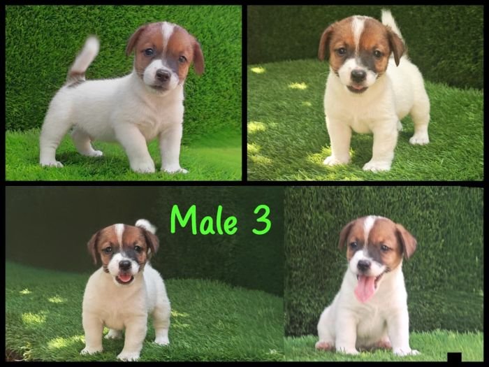 DogsIndia.com - Jack Russell Terrier - Crossfields - Easwaramoorthy