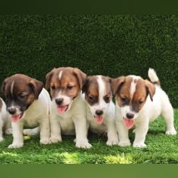 DogsIndia.com - Jack Russell Terrier - Crossfields - Easwaramoorthy