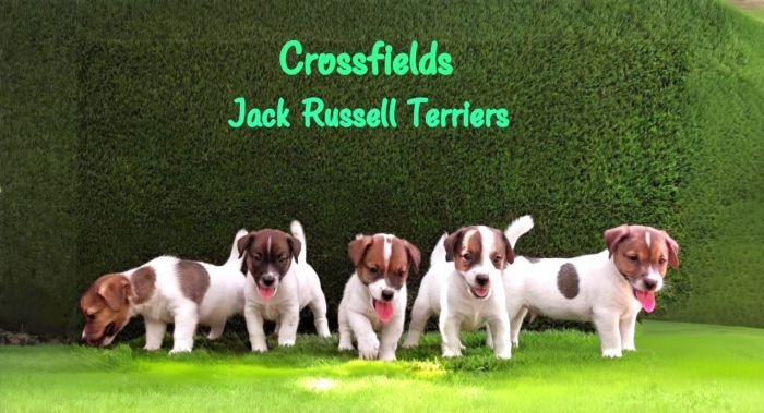 DogsIndia.com - Jack Russell Terrier - Crossfields - Easwaramoorthy