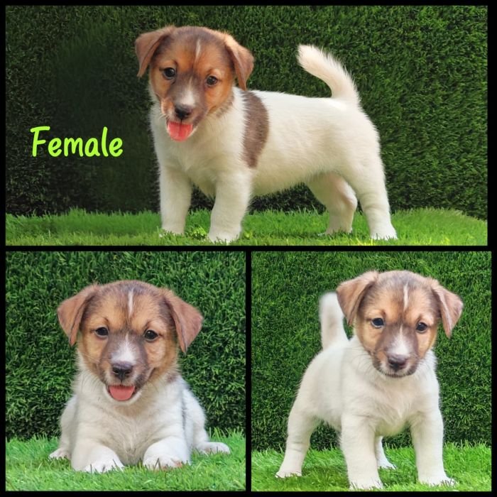 DogsIndia.com - Jack Russell Terrier - Crossfields - Easwaramoorthy