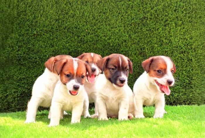 DogsIndia.com - Jack Russell Terrier - Crossfields - Easwaramoorthy