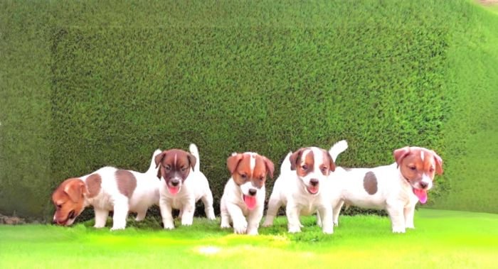 DogsIndia.com - Jack Russell Terrier - Crossfields - Easwaramoorthy