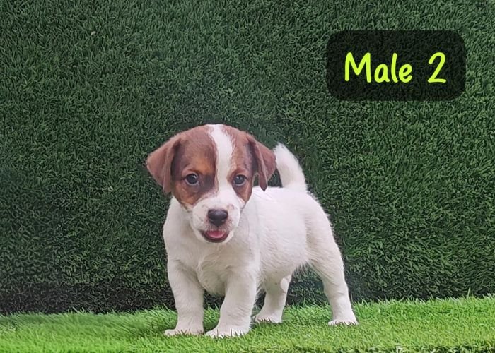 DogsIndia.com - Jack Russell Terrier - Crossfields - Easwaramoorthy