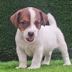 DogsIndia.com - Jack Russell Terrier - Crossfields - Easwaramoorthy
