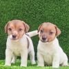 DogsIndia.com - Jack Russell Terrier - Crossfields - Easwaramoorthy