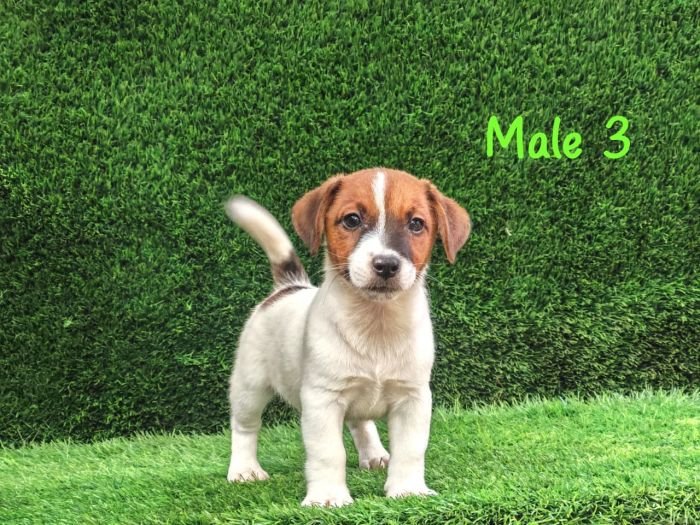 DogsIndia.com - Jack Russell Terrier - Crossfields - Easwaramoorthy