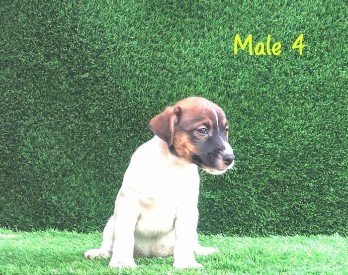 DogsIndia.com - Jack Russell Terrier - Crossfields - Easwaramoorthy