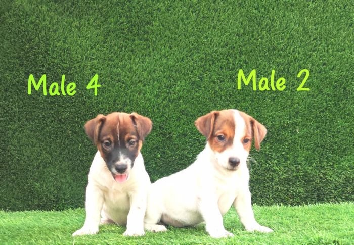 DogsIndia.com - Jack Russell Terrier - Crossfields - Easwaramoorthy