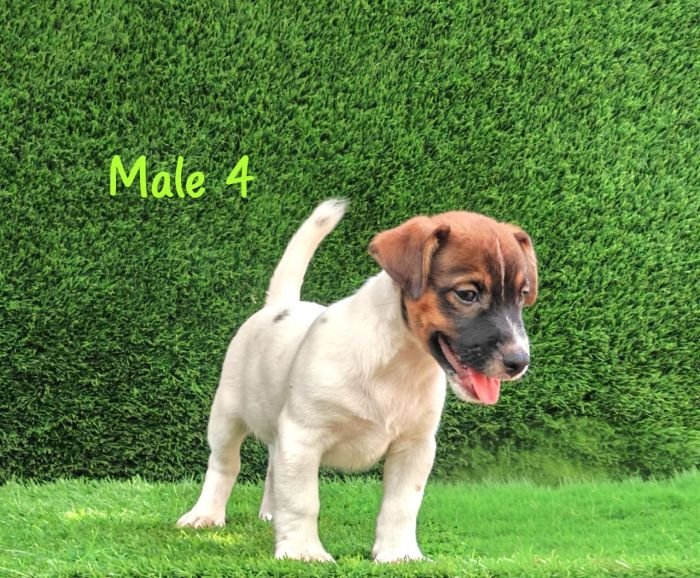 DogsIndia.com - Jack Russell Terrier - Crossfields - Easwaramoorthy