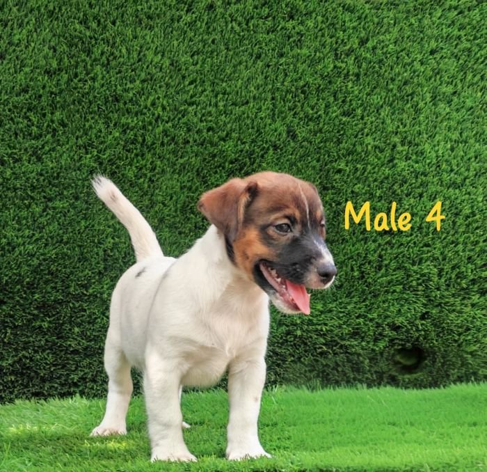 DogsIndia.com - Jack Russell Terrier - Crossfields - Easwaramoorthy