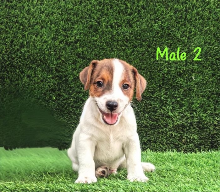DogsIndia.com - Jack Russell Terrier - Crossfields - Easwaramoorthy