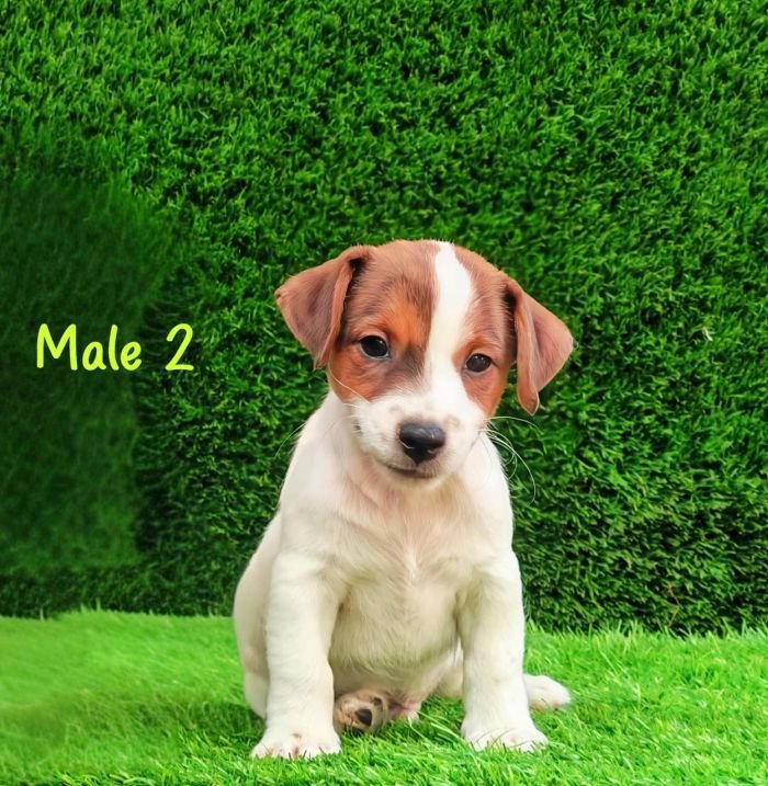 DogsIndia.com - Jack Russell Terrier - Crossfields - Easwaramoorthy