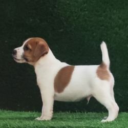 DogsIndia.com - Jack Russell Terrier - Crossfields - Easwaramoorthy