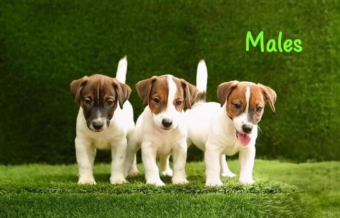 DogsIndia.com - Jack Russell Terrier - Crossfields - Easwaramoorthy