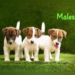 DogsIndia.com - Jack Russell Terrier - Crossfields - Easwaramoorthy
