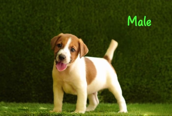 DogsIndia.com - Jack Russell Terrier - Crossfields - Easwaramoorthy