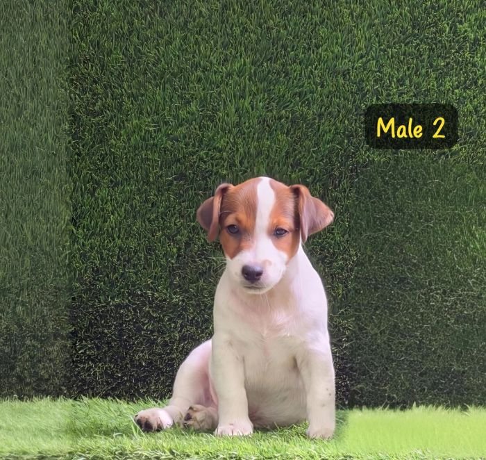 DogsIndia.com - Jack Russell Terrier - Crossfields - Easwaramoorthy
