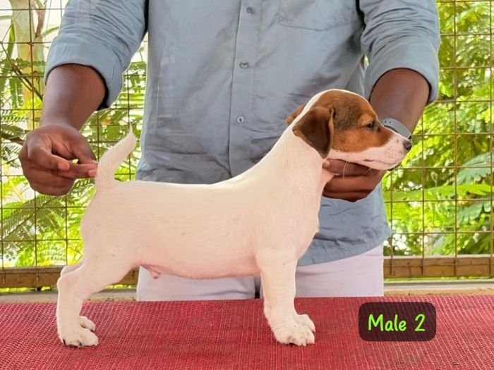 DogsIndia.com - Jack Russell Terrier - Crossfields - Easwaramoorthy