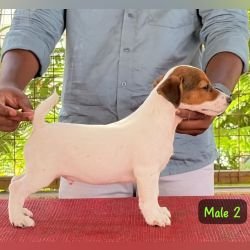 DogsIndia.com - Jack Russell Terrier - Crossfields - Easwaramoorthy